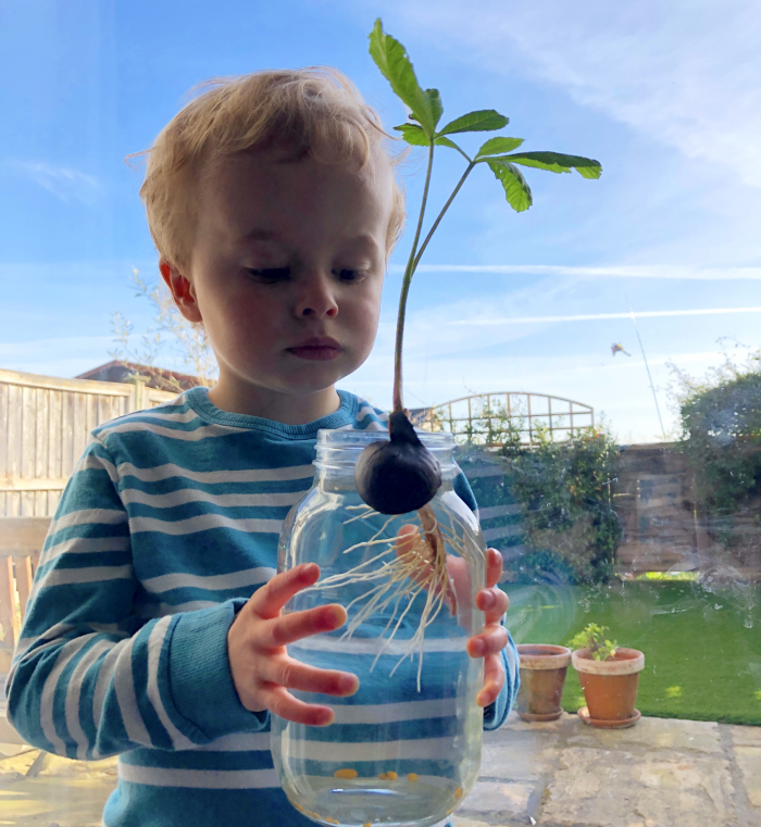 child inspecting plant growing in water jar