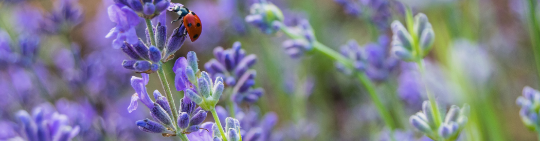 ladybug on purple flowers