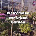 welcome to our urban garden