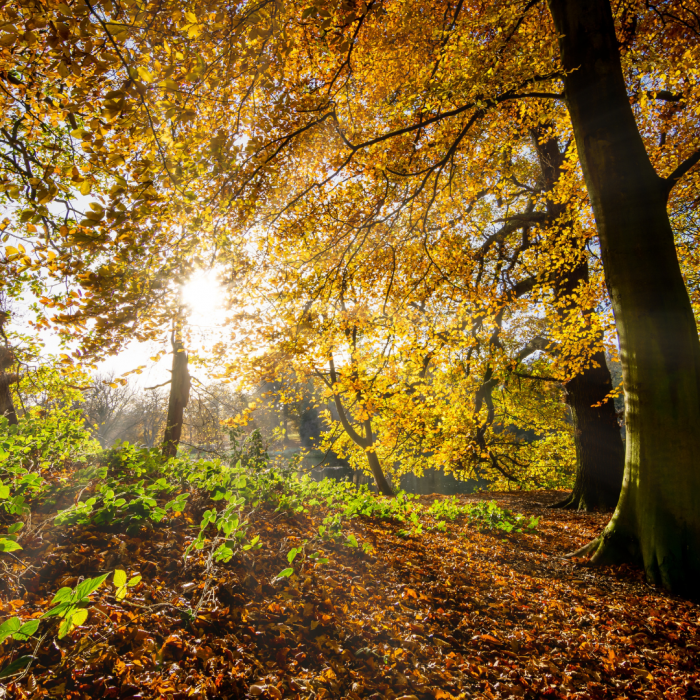 sun shinning through trees