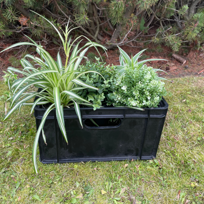 plants in a crate