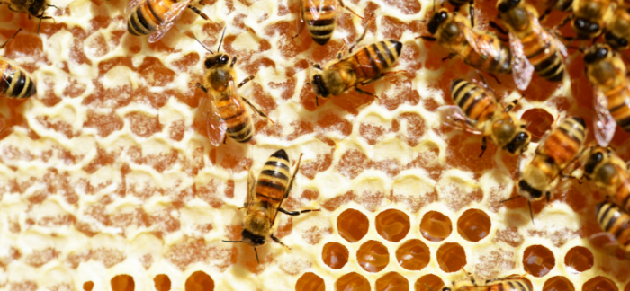 Bees making honey