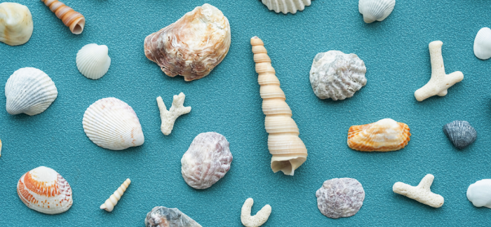 collection of shells